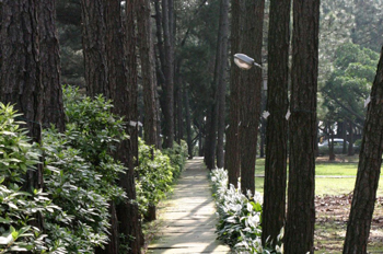 校景